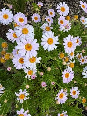 Meet your Posher, Daisy